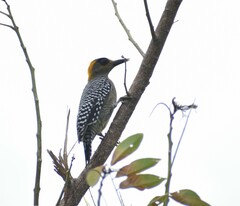 Melanerpes chrysogenys