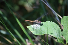 Sympetrum ambiguum
