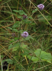 Mentha aquatica