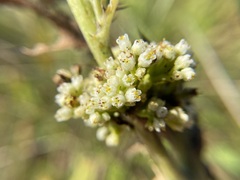 Cuscuta coryli