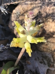 Lachenalia