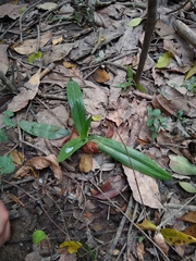 Chloraea membranacea