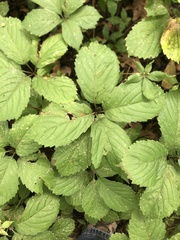 Parthenocissus inserta