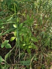 Agrimonia gryposepala