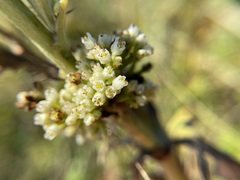 Cuscuta coryli
