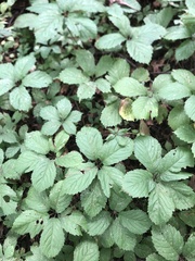 Parthenocissus inserta