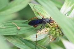 Tachypompilus ferrugineus
