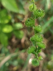 Agrimonia gryposepala