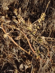 Astragalus pomonensis