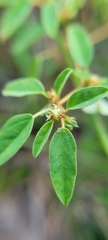 Croton monanthogynus