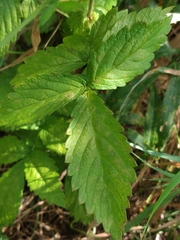 Agrimonia gryposepala