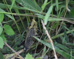 Taeniopoda citricornis