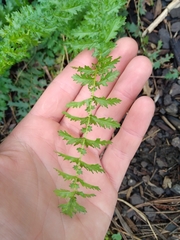 Filipendula vulgaris