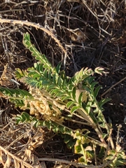 Astragalus pomonensis