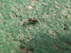 Myrmica