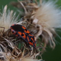 Spilostethus saxatilis