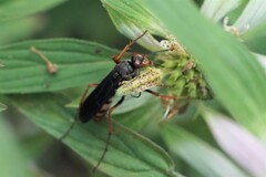 Tachypompilus ferrugineus