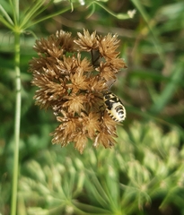 Eurydema