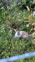 Oryctolagus cuniculus domesticus