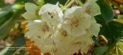 Dombeya