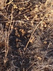 Astragalus pomonensis
