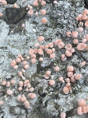 Dibaeis baeomyces