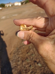 Astragalus pomonensis