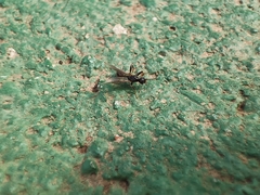 Myrmica