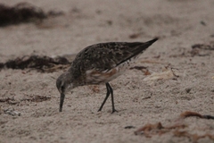 Calidris ferruginea