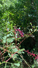 Phytolacca americana