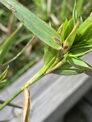 Dichanthelium scabriusculum