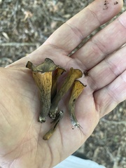Craterellus