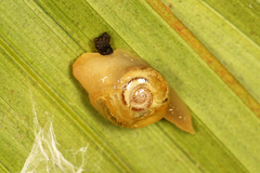 Helicarionoidea