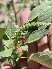 Amaranthus palmeri