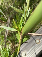 Dichanthelium scabriusculum