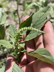 Amaranthus palmeri