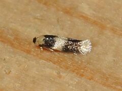 Stigmella nigriverticella