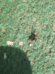 Myrmica