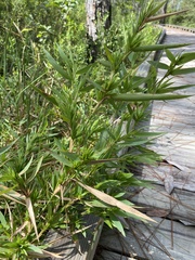 Dichanthelium scabriusculum