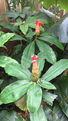 Costus