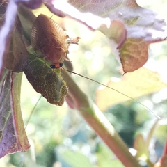 Ectobius vittiventris