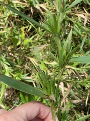 Dichanthelium scabriusculum