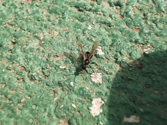 Myrmica
