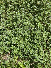 Portulaca