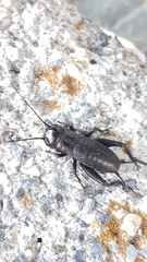 Gryllus campestris