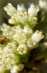 Cuscuta coryli