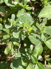 Portulaca