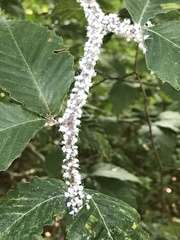 Grylloprociphilus imbricator