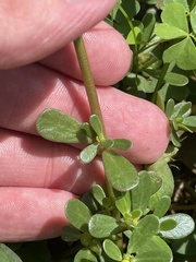 Portulaca