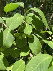 Euonymus atropurpureus